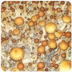 Псилоцибиновые (галлюциногенные)  грибы Psilocybin "Golden Teacher" в Емве